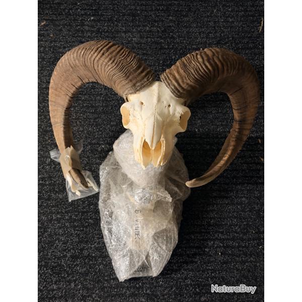 Exceptionnelle Collection de Troph�es : Cerf, Daim, Mouflon et Mues - Vente au lot ou � l'unit�