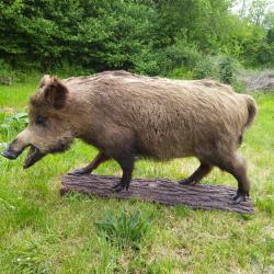 Sanglier naturalis&eacute; entier