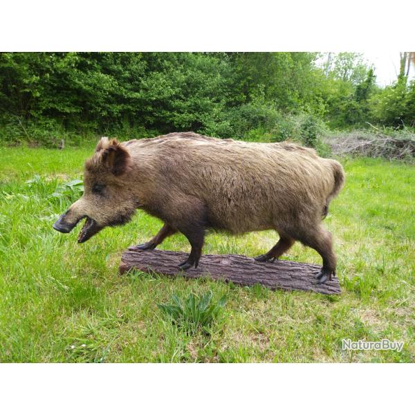 Sanglier naturalis� entier