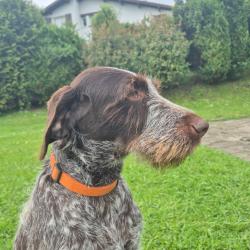 Chien drahthaar 8 ans.