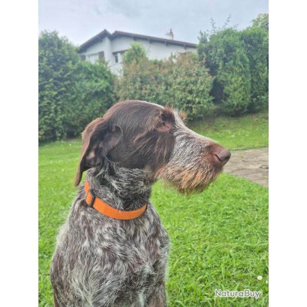 Chien drahthaar 8 ans.