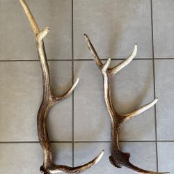 Duo de bois de cerf 9 cors