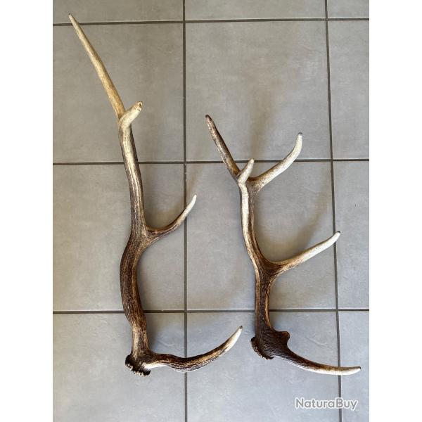 Duo de bois de cerf 9 cors
