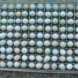 Oeufs de perdrix  grises. lot de 60
