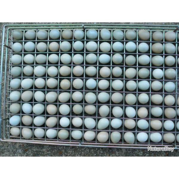 Oeufs de perdrix  grises. lot de 60