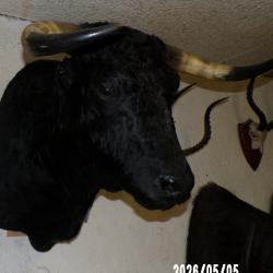 troph&eacute;e tete de toros MIURA  (taureau ) de corridas naturalis&eacute;e taxidermie