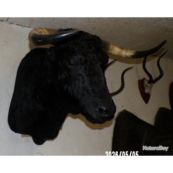 troph�e tete de toros MIURA  (taureau ) de corridas naturalis�e taxidermie