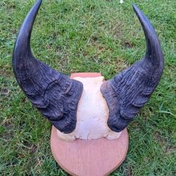 Troph&eacute;e Cornes bovid&eacute; Gabon