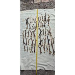 50 bois de chevreuils ' bois scies