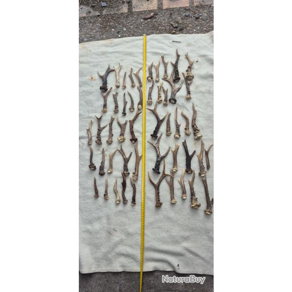 50 bois de chevreuils ' bois scies