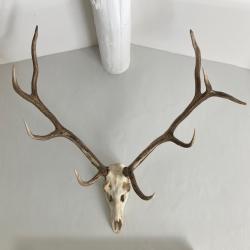 Grands bois de cerf