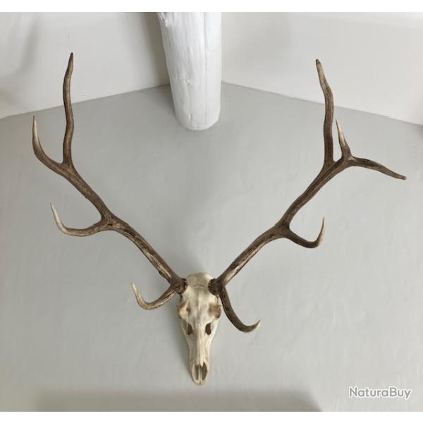 Grands bois de cerf