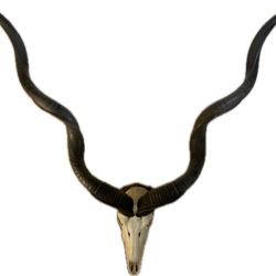 Grands bois de kudu