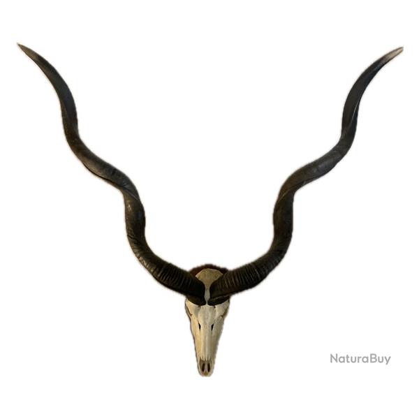 Grands bois de kudu