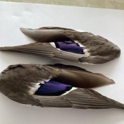 Ailes canard colvert
