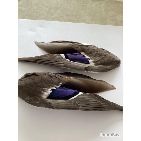 Ailes canard colvert