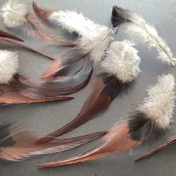 Plumes de coq