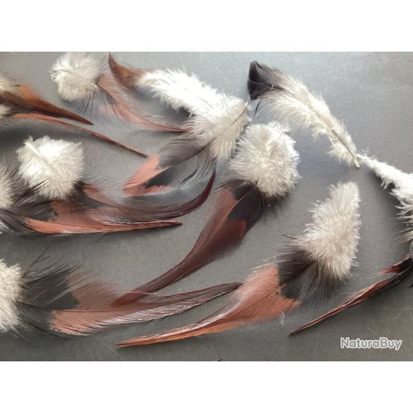 Plumes de coq