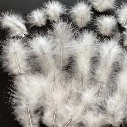 Plumes blanche coq