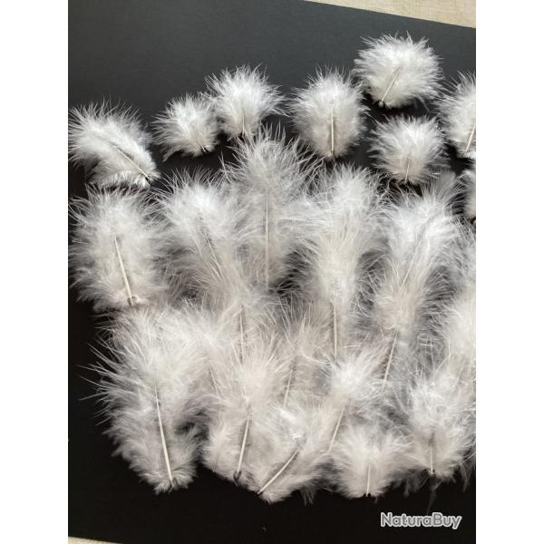Plumes blanche coq
