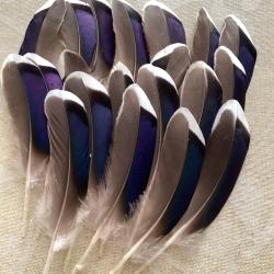 Plumes de canard