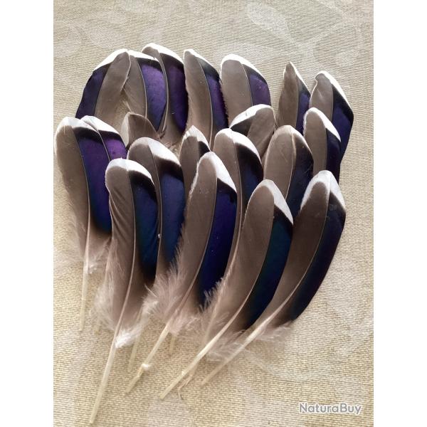Plumes de canard