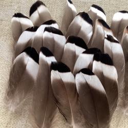 Plumes de canard de couleur blanche gris noir