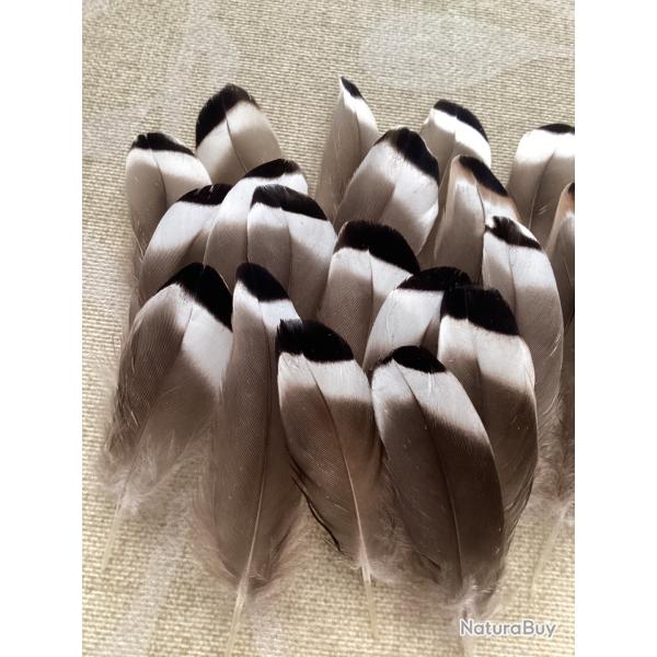 Plumes de canard de couleur blanche gris noir