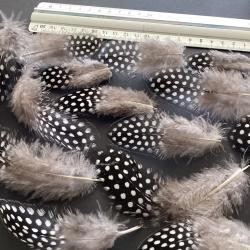 Plumes de pintade