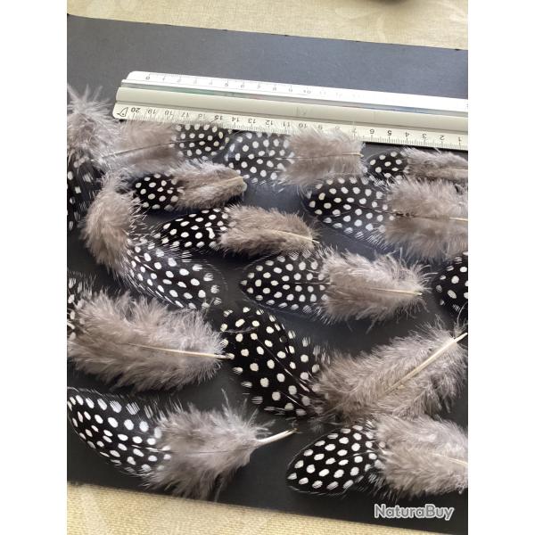 Plumes de pintade