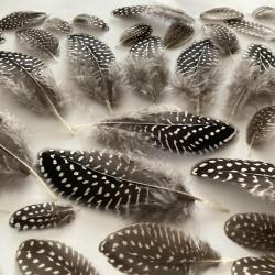 Plumes de pintade noir et blanches