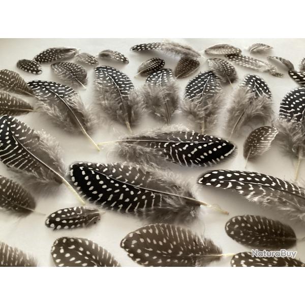 Plumes de pintade noir et blanches
