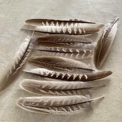 Plumes de faisan