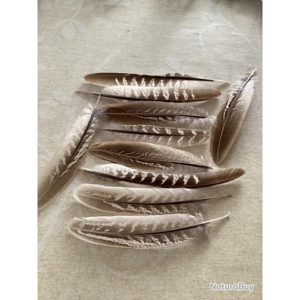 Plumes de faisan