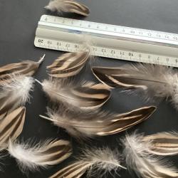 Plumes de cane femelle