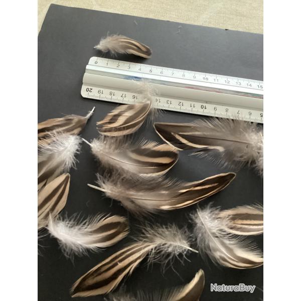 Plumes de cane femelle