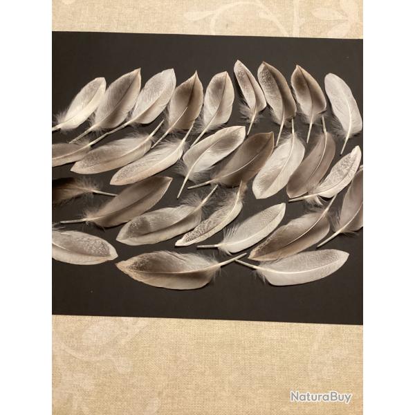 Plumes de canard de couleur gris fonc�s