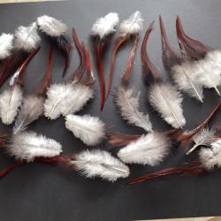 Plumes de coq pour loisirs cr&eacute;atifs