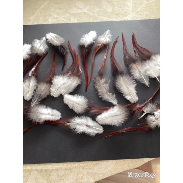 Plumes de coq pour loisirs cr�atifs