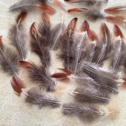 Plumes de faisan de couleur roux et marron