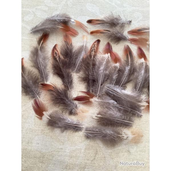 Plumes de faisan de couleur roux et marron