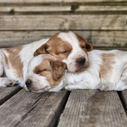Chiots epagneul breton