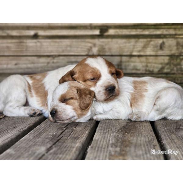 Chiots epagneul breton