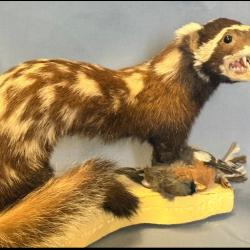 Zorille marbr&eacute;e - sp&eacute;cimen adulte - tr&egrave;s rare taxidermie