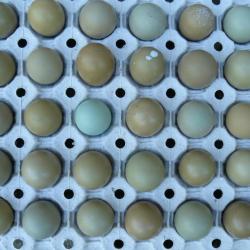 Lot 25 Oeufs de faisans Crois&eacute;s Am&eacute;ricains