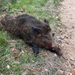 Action chasse gros gibier Cote d'Or