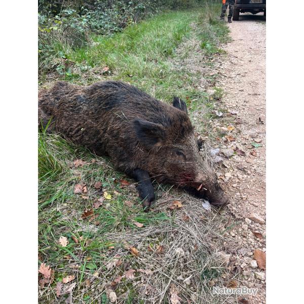Action chasse gros gibier Cote d'Or