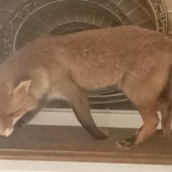 Renard roux naturalis&eacute; ancien en bon &eacute;tat g&eacute;n&eacute;ral.Pelage bien conserv&eacute;.Petit d&eacute;faut sur une oreill