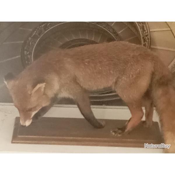 Renard roux naturalis� ancien en bon �tat g�n�ral.Pelage bien conserv�.Petit d�faut sur une oreill