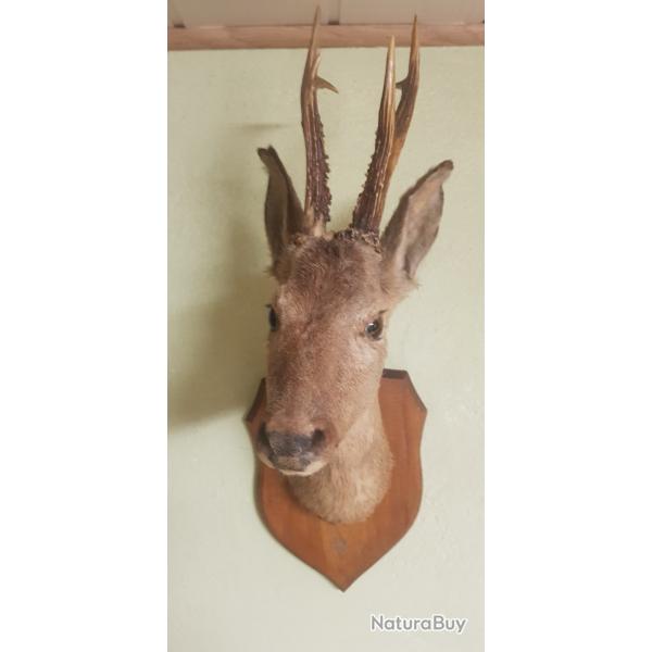 Troph� chevreuil brocard europ�en